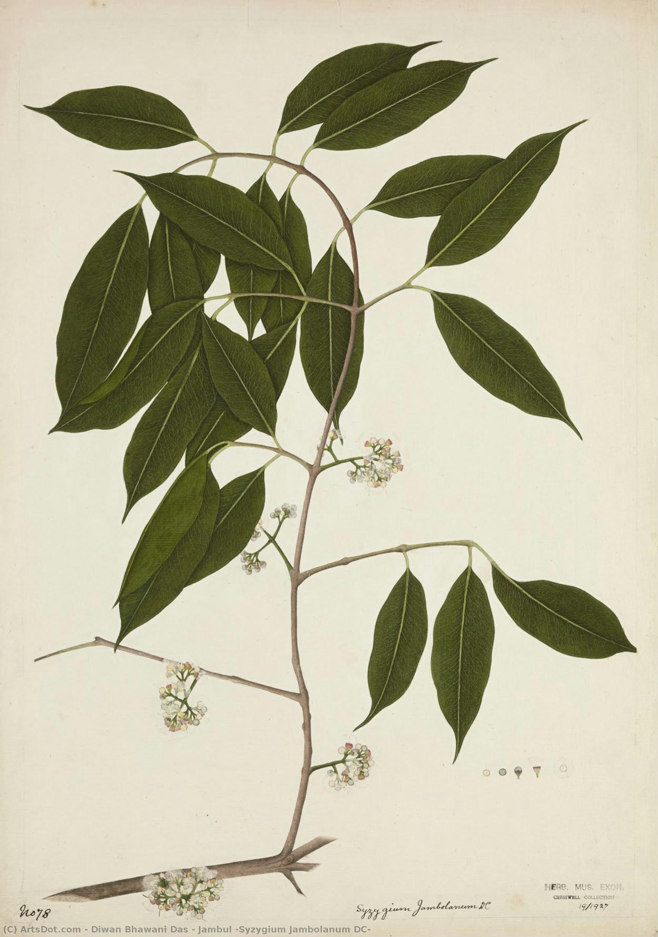 Jambul (syzygium Jambolanum Dc) — Diwan Bhawani Das