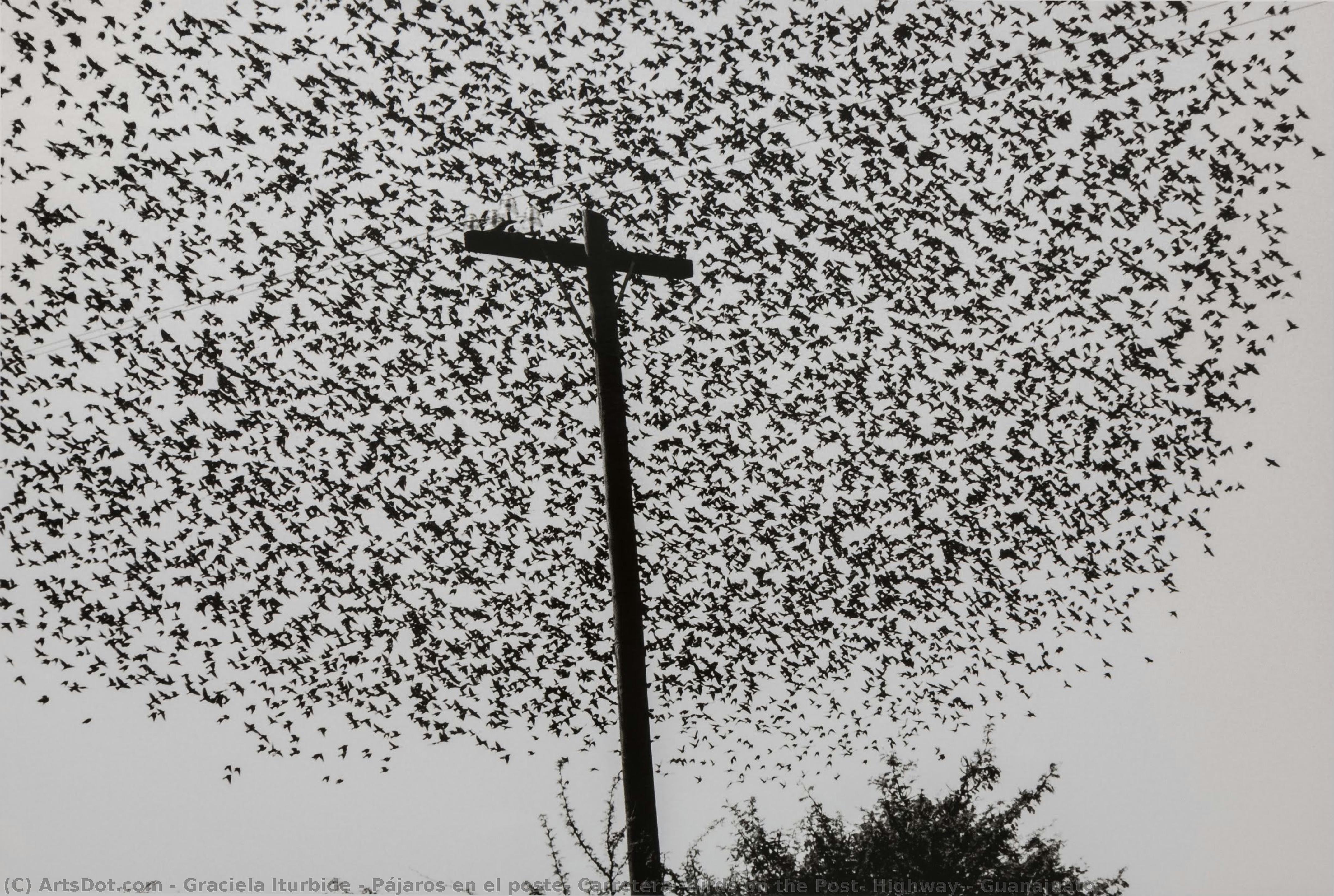 Pájaros En El Poste, Carretera (birds On The Post, Highway), Guanajuato — Graciela Iturbide