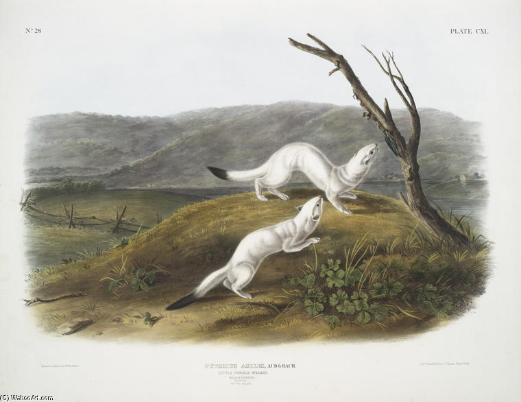 Putorius Agilis, Little Nimble Weasel. Male ^ Female. Natural Size. Winter Pelage — John James Audubon