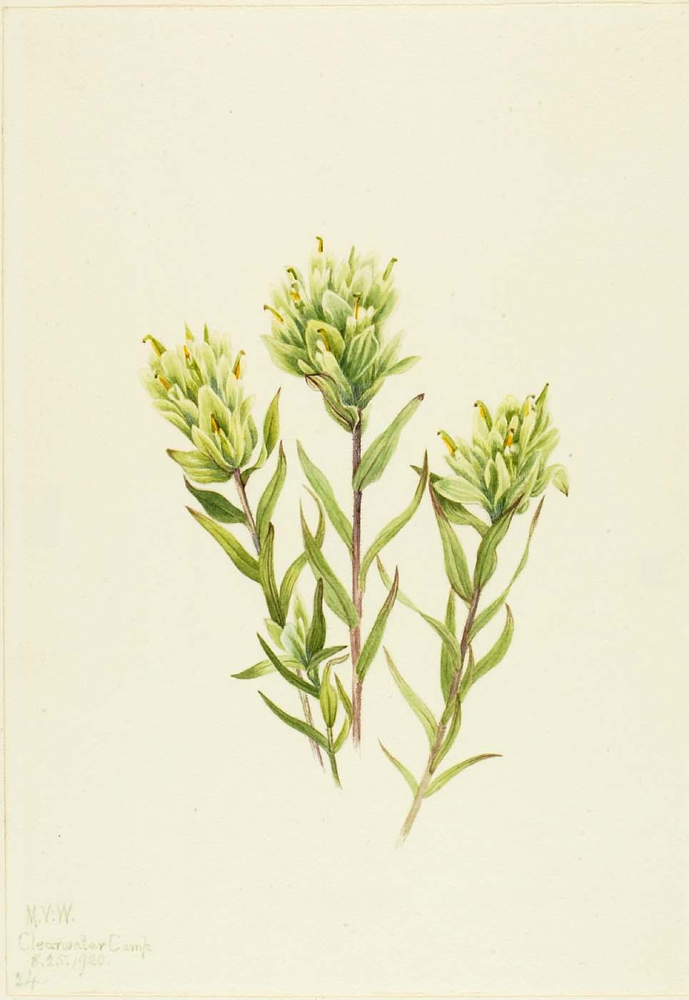 White Indian Paintbrush (castilleja Occidentalis) — Mary Vaux Walcott