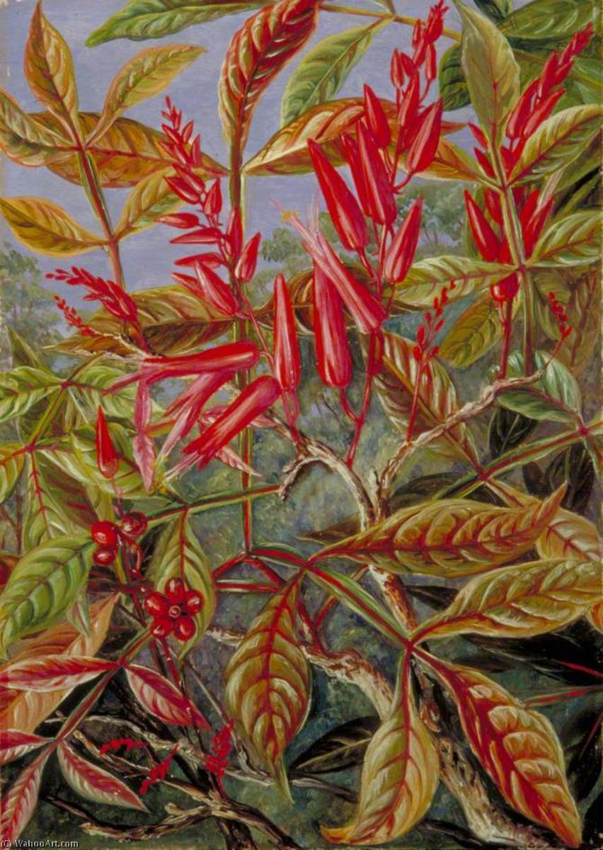 Madera Amarga En Flor Y Fruto, Pintada En Sarawak, Borneo — Marianne North