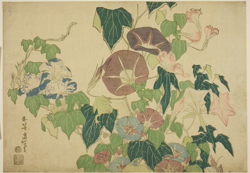 Morning Glories And Tree-frog — Katsushika Hokusai