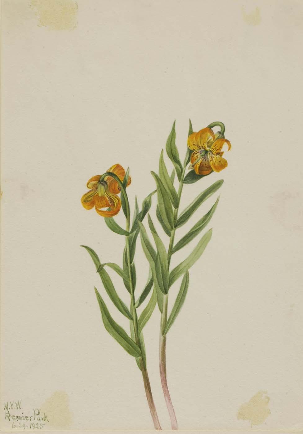 Columbia Lily (lilium Columbianum) — Mary Morris Vaux Walcott