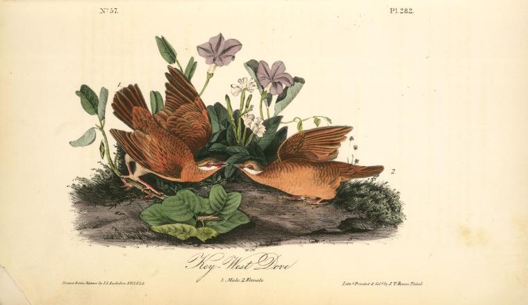 Key-west Dove. 1. Male. 2. Female — John James Audubon