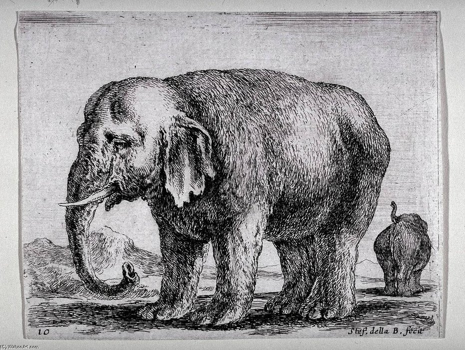 An Elephant, From The Series Diversi Animali — Stefano Della Bella