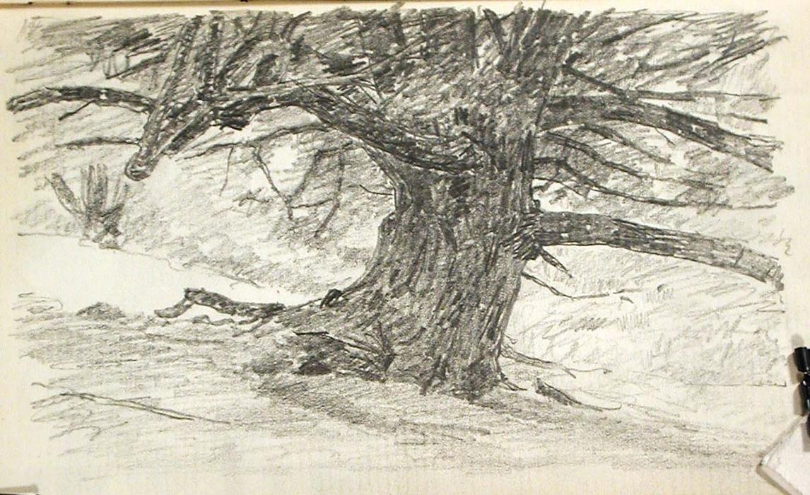 Tree Trunk — John Ottis Adams