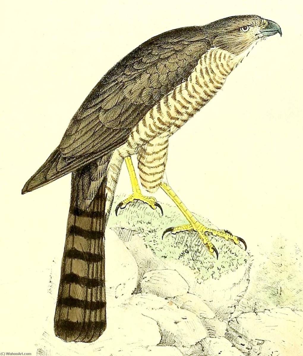 Untitled (aqtgml) — John Gerrard Keulemans