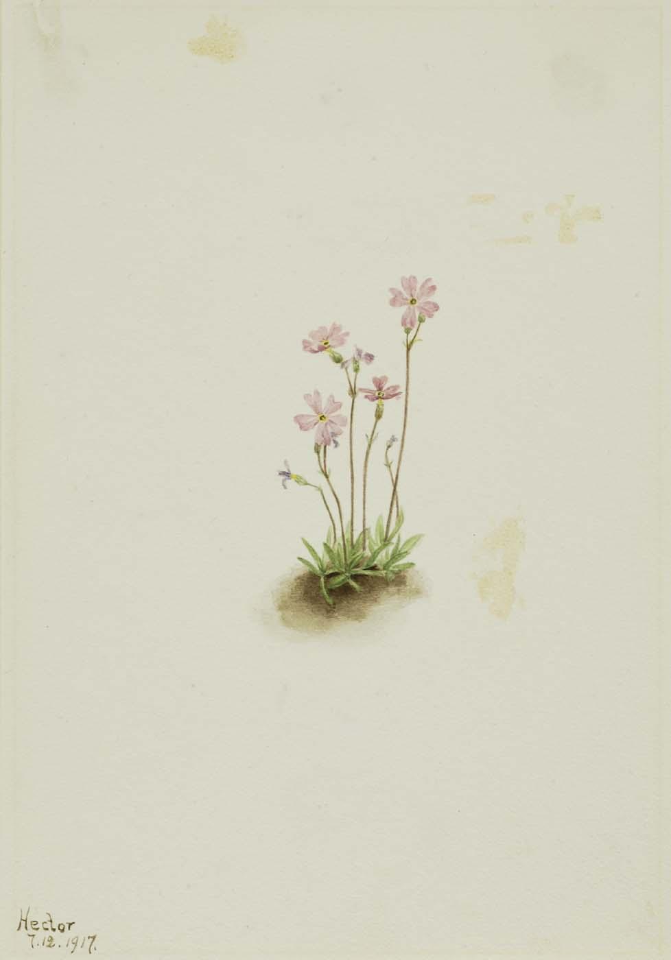 Alberta Primrose (primula Maccalliana) — Mary Vaux Walcott