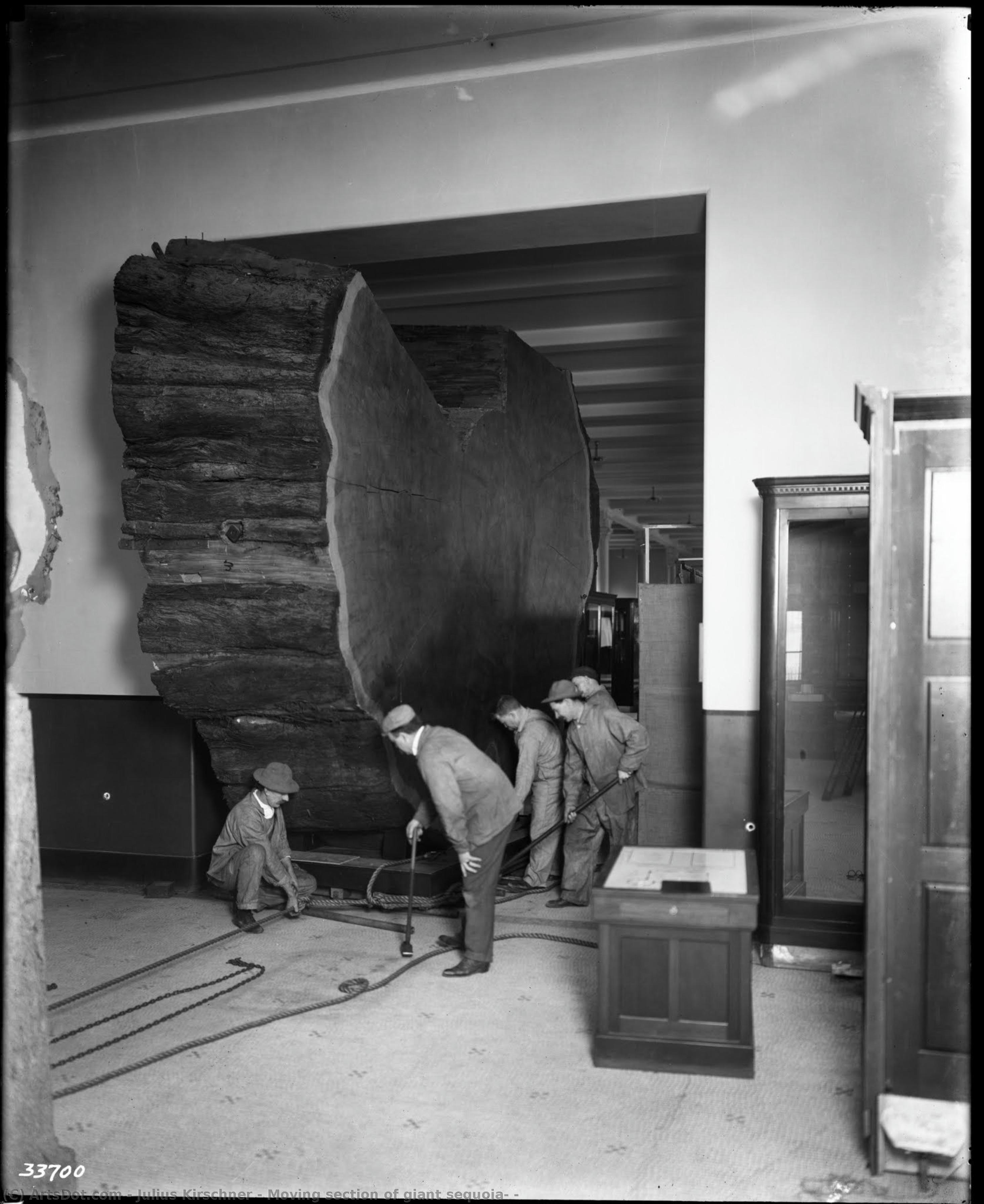 Moving Section Of Giant Sequoia, — Julius Kirschner