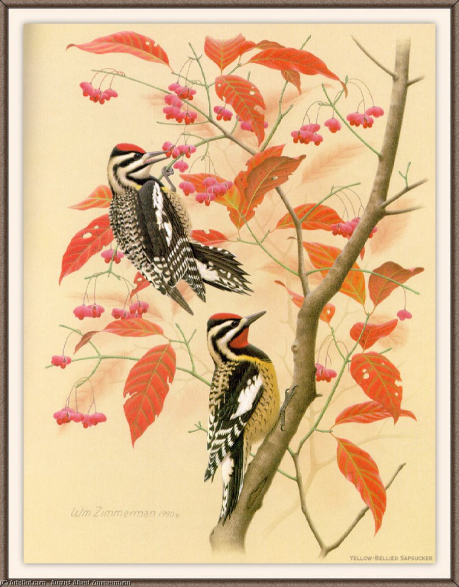 Yellow-bellied Sapsucker — August Albert Zimmermann