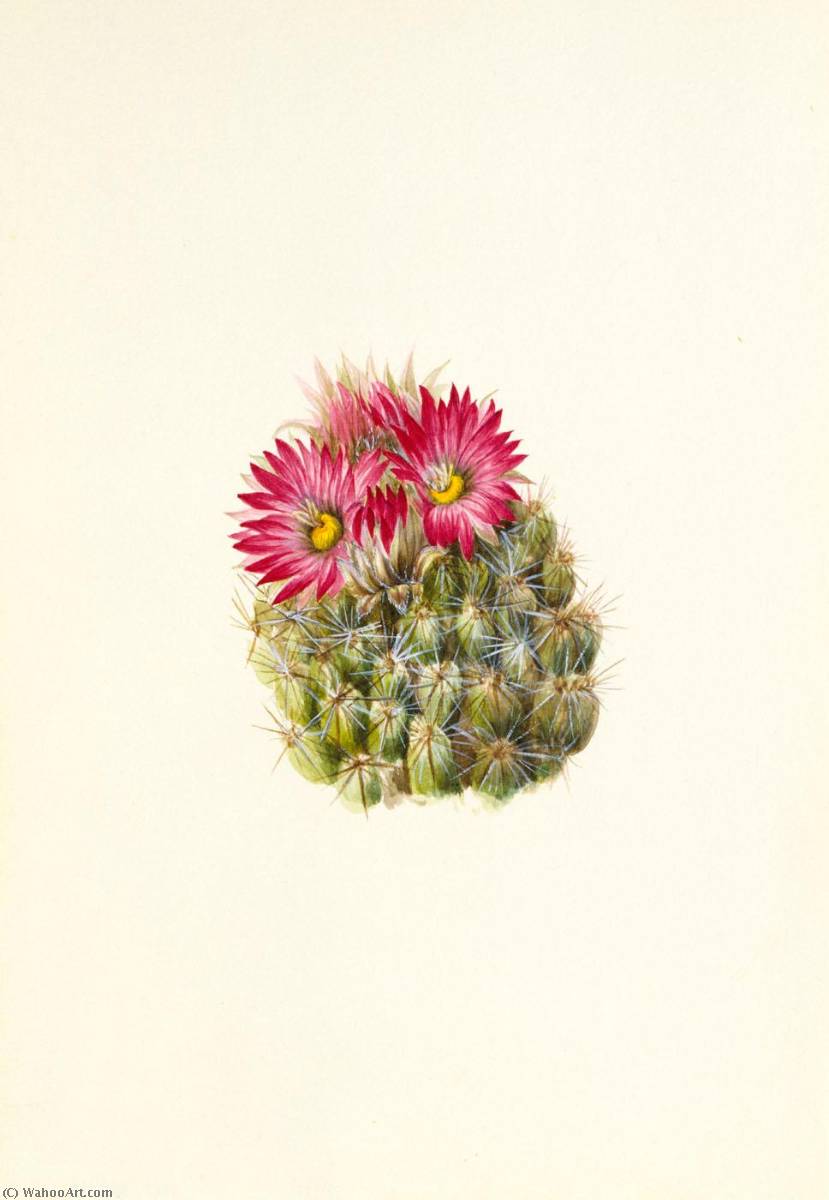 Hedgehog Cactus (coryphantha Arizonica) — Mary Vaux Walcott