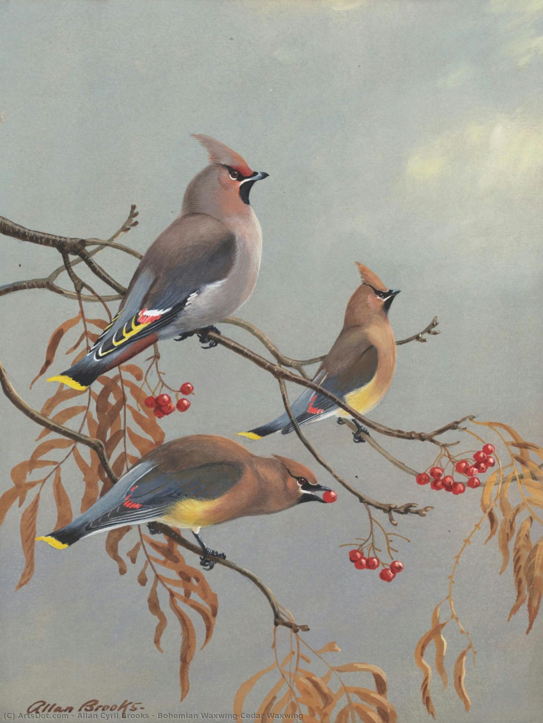 Bohemian Waxwing/cedar Waxwing — Allan Cyril Brooks