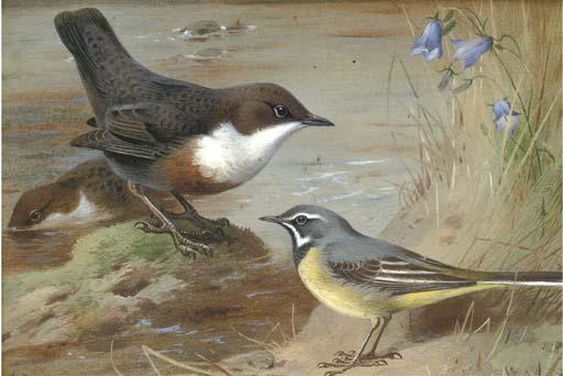 Dippers And A Grey Wagtail On The Bank Of A Stream — Archibald Thorburn