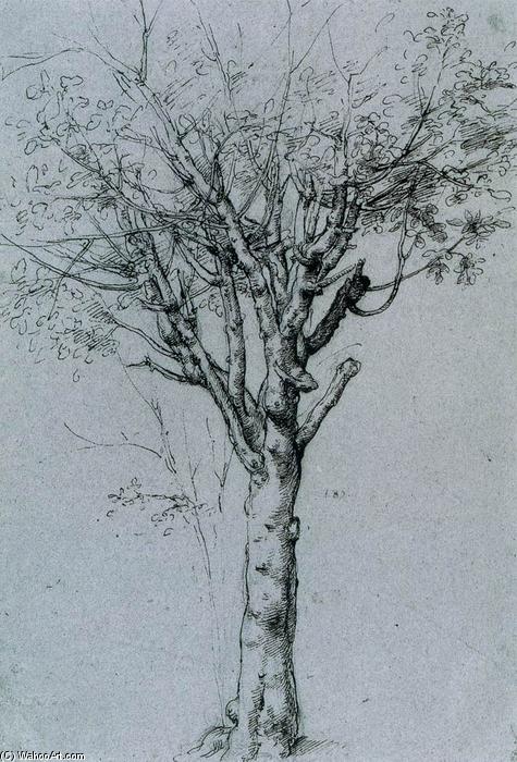 樹の研究 — Cesare Da Sesto