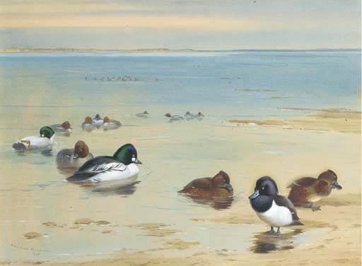Goldeneye And Tufted Duck — Archibald Thorburn