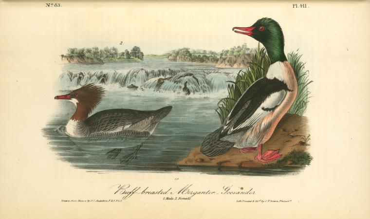 Buff-breasted Merganter [merganser]. - Goosander. 1. Male. 2. Female — John James Audubon