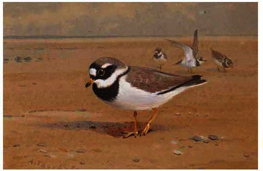 Ring Plover — アーチボルド・ソーバーン