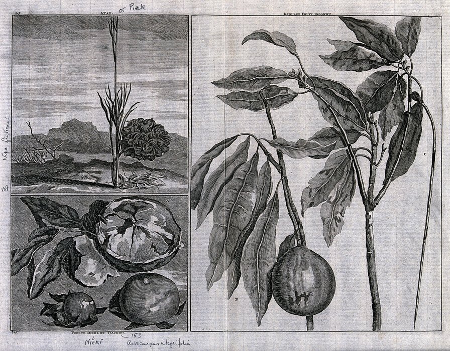 Fruits From The East Indies, Including Piek — Matthys Pool