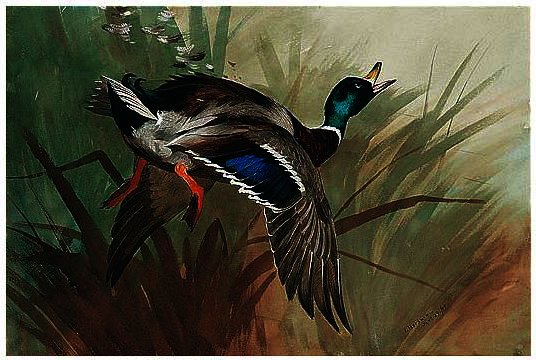 A Winged Mallard — Archibald Thorburn
