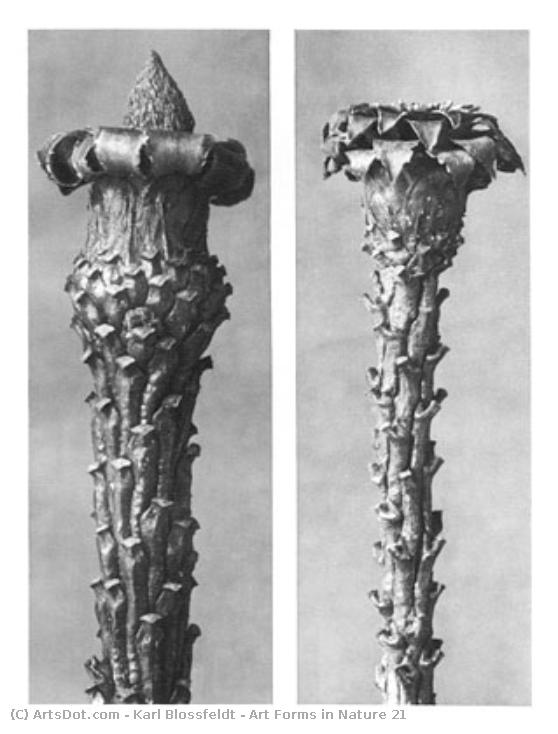 Art Forms In Nature 21 — Karl Blossfeldt