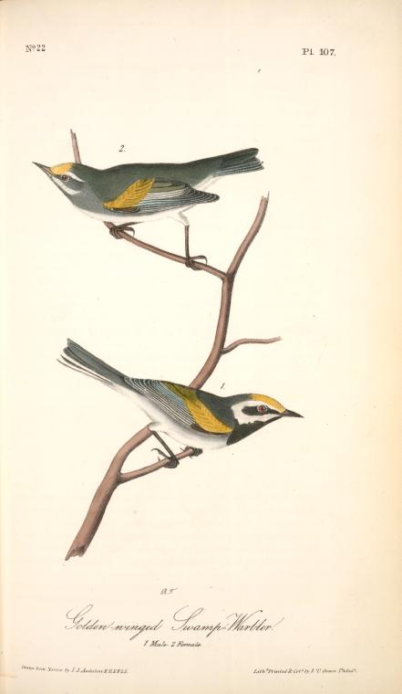 Golden-winged Swamp-warbler. 1. Male. 2. Female — John James Audubon