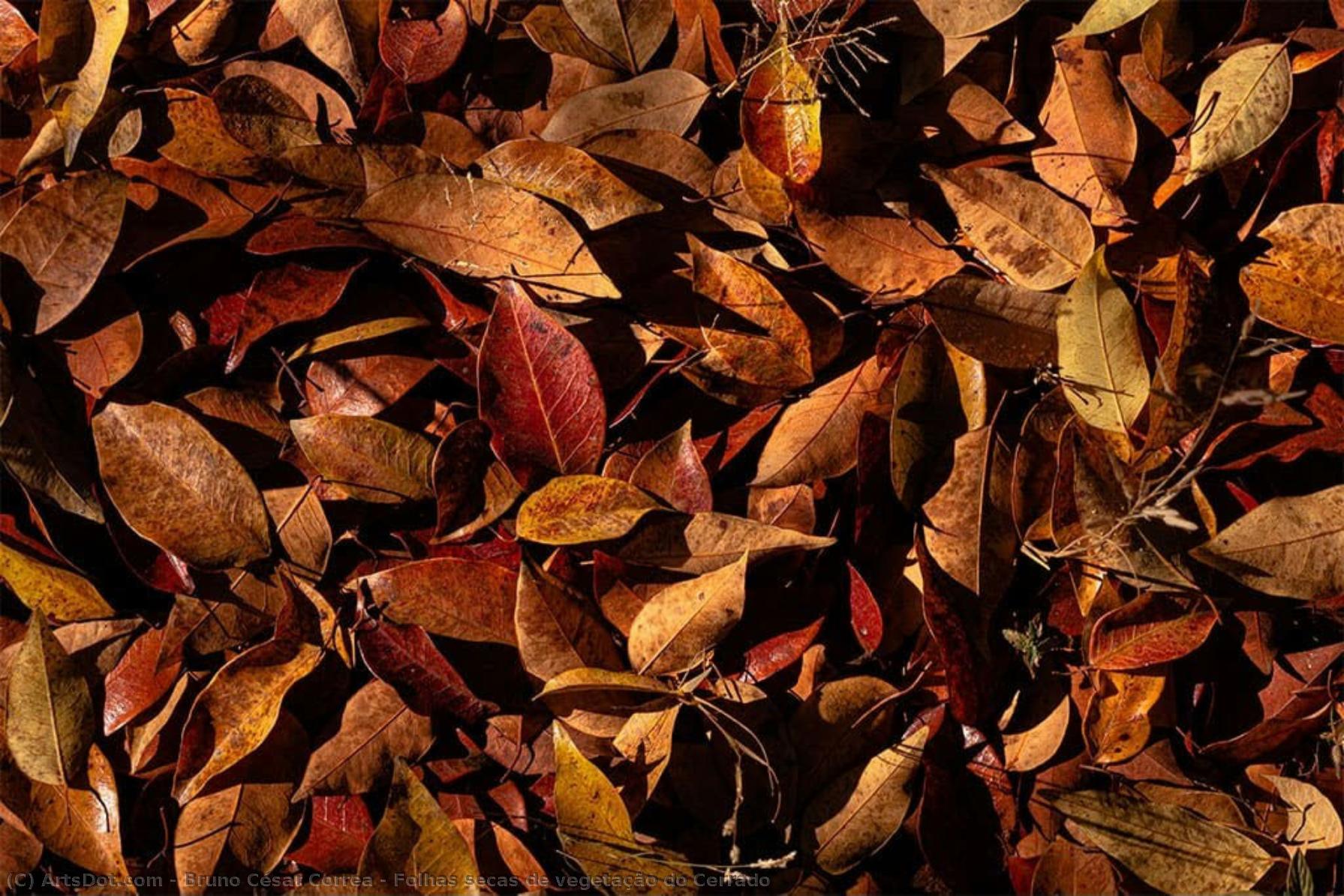 Folhas Secas De Vegetação Do Cerrado — Bruno César Correa
