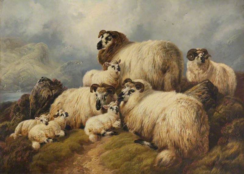 Sheep — Charles John Watson