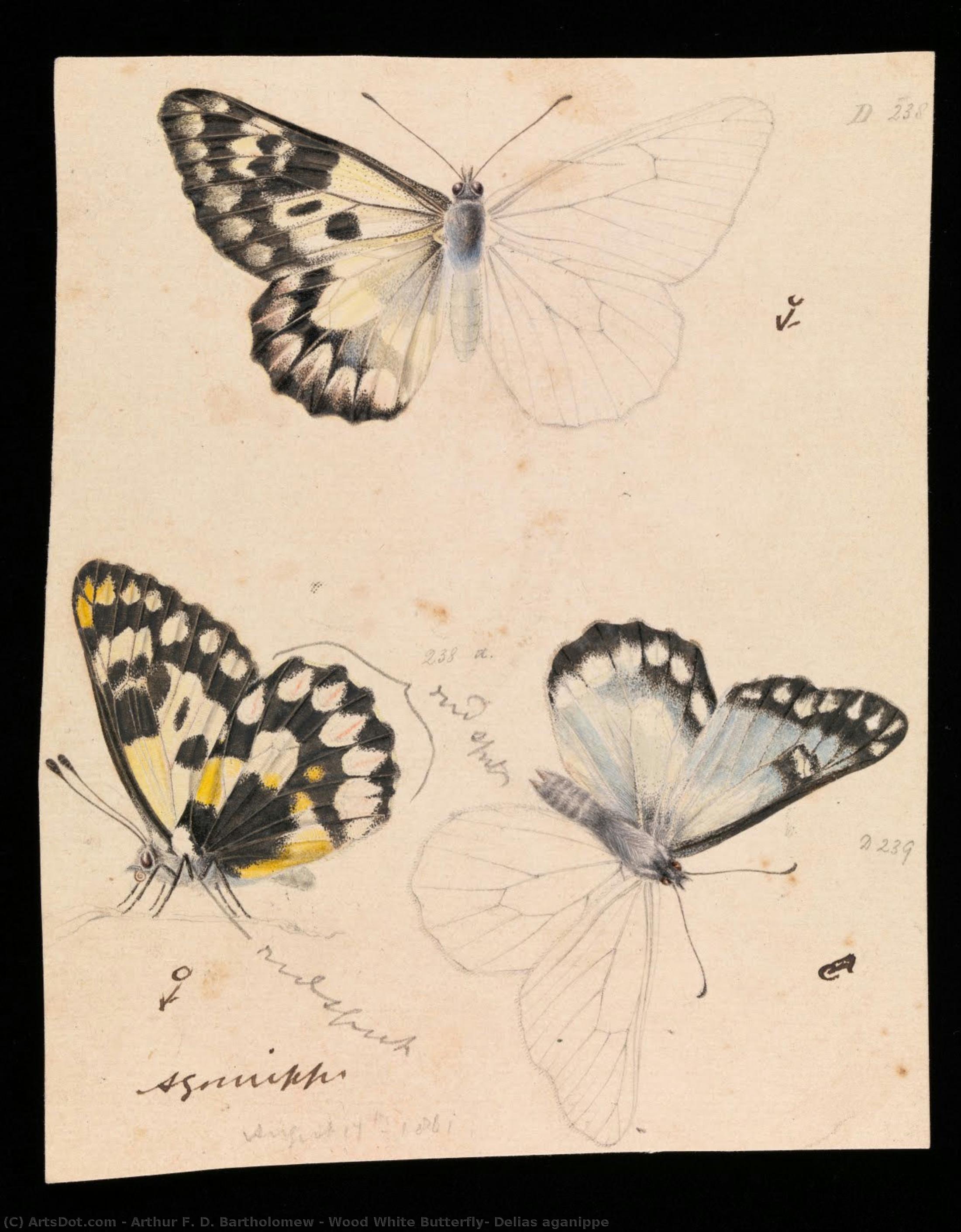 Wood White Butterfly, Delias Aganippe — Arthur F. D. Bartholomew