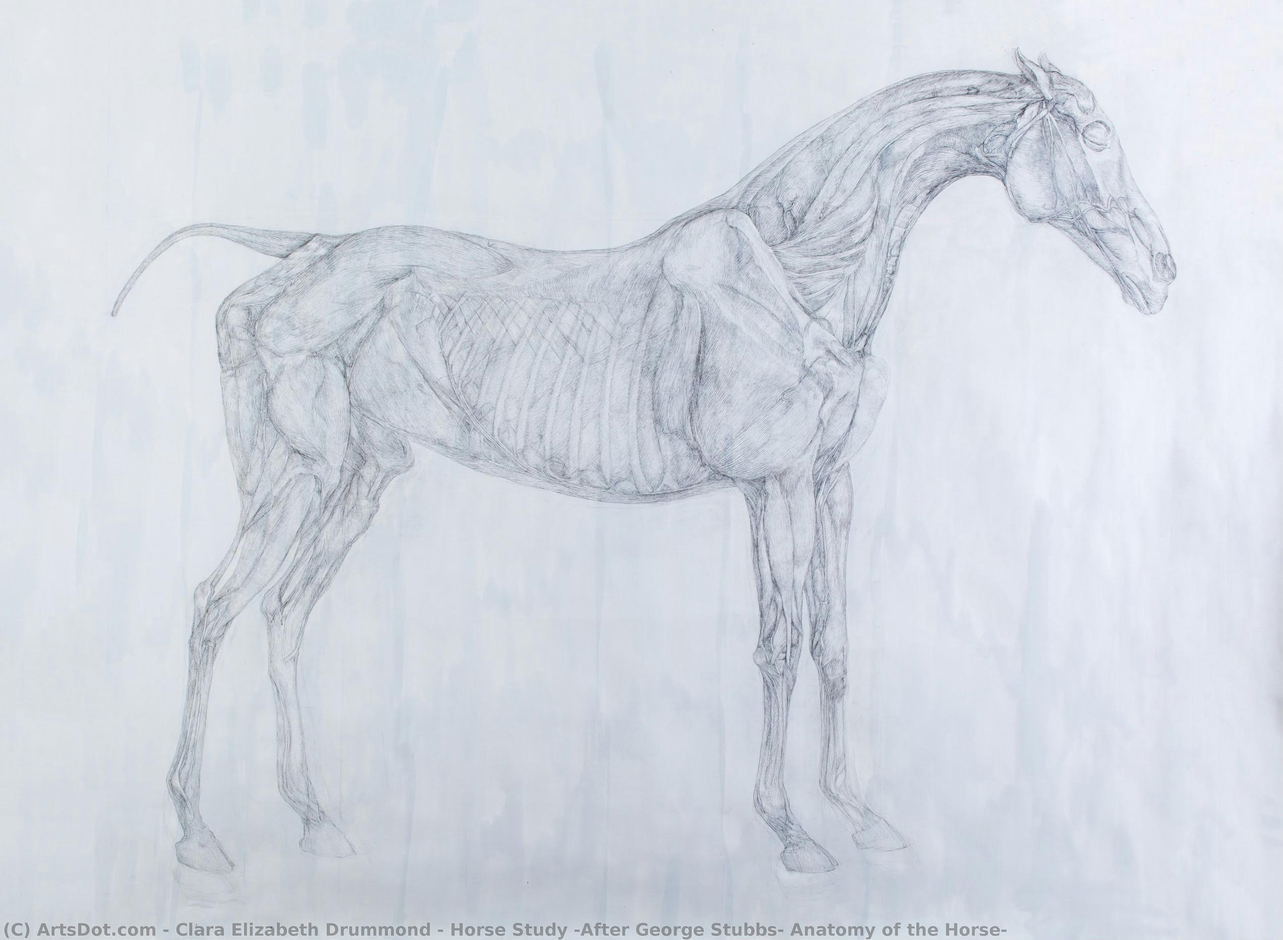 Horse Study (after George Stubbs, Anatomy Of The Horse) — Clara Elizabeth Drummond