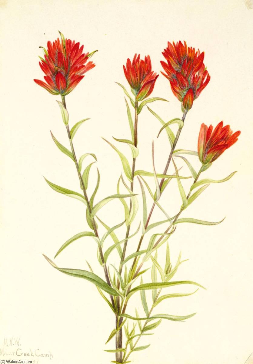 Giant Red Paintbrush (castilleja Miniata) — Mary Vaux Walcott