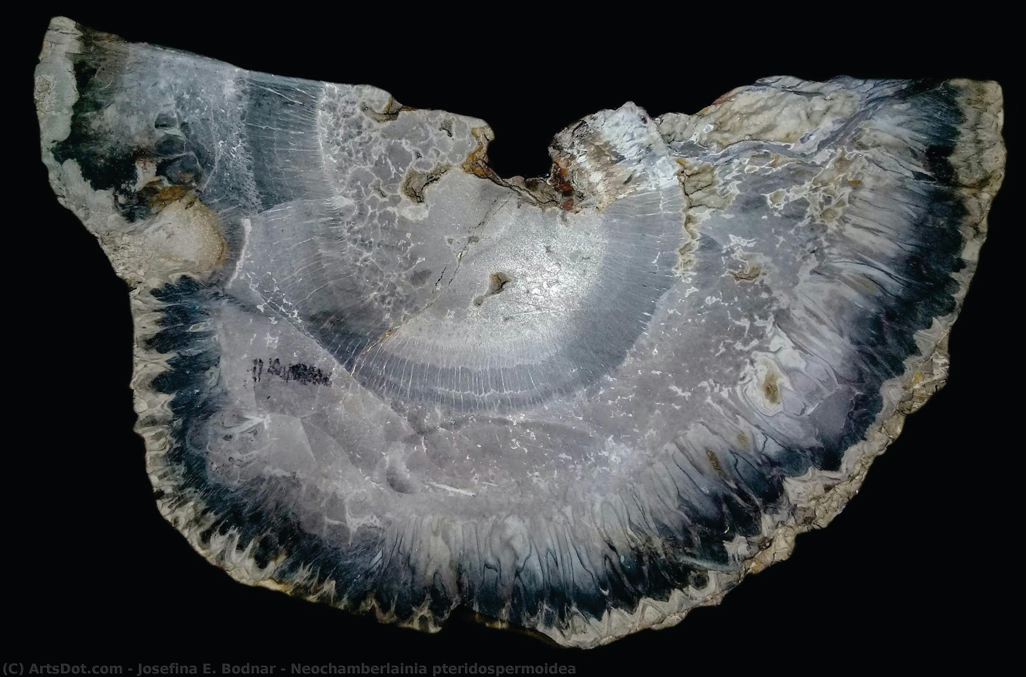 Neochamberlainia Pteridospermoidea — Josefina E. Bodnar