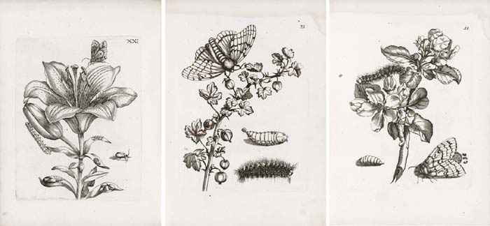 Der Raupen Wunderbare Verwandlung Und Sonderbare Blumennahrung. — Maria Sybilla Merian