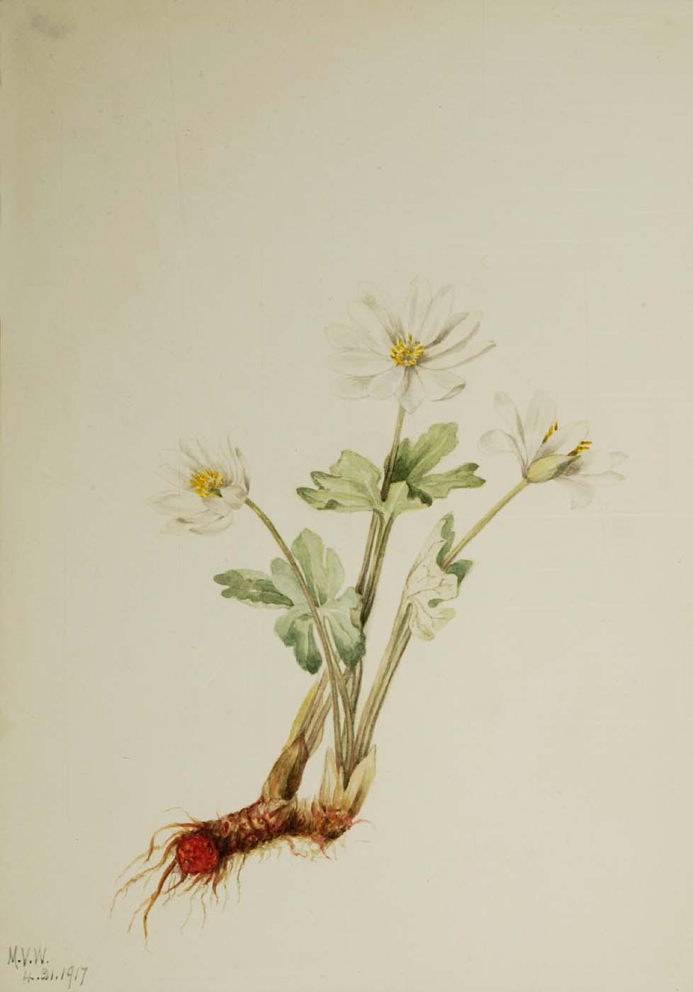 Bloodroot (sanguinaria Canadensis) — Mary Vaux Walcott