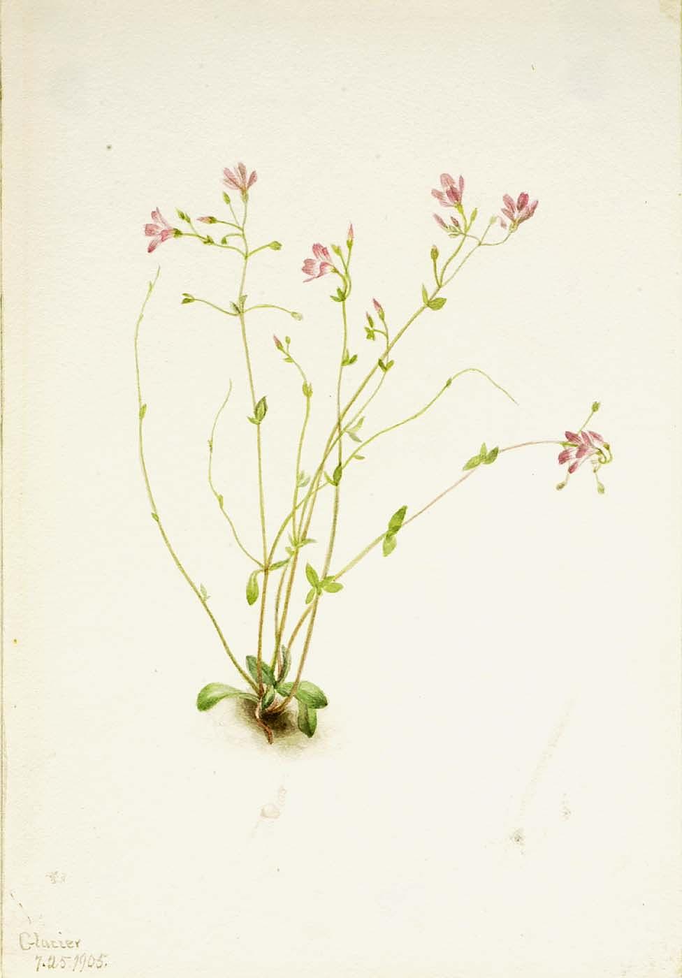 Naiad Spring Beauty (claytonia Parvifolia) — Mary Morris Vaux Walcott