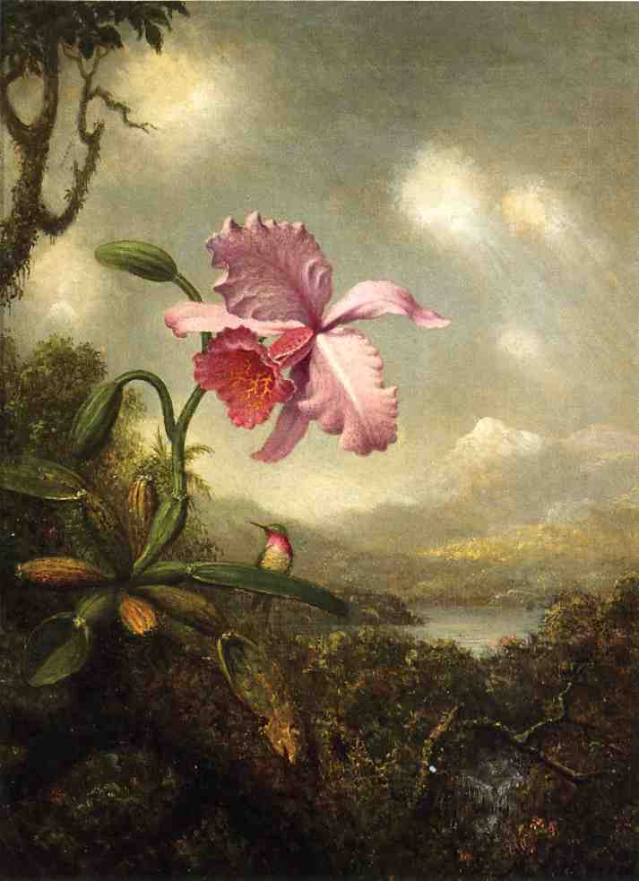 Hummingbird And Orchid: Sun Breaking Through The Clouds — Martin Johnson Heade