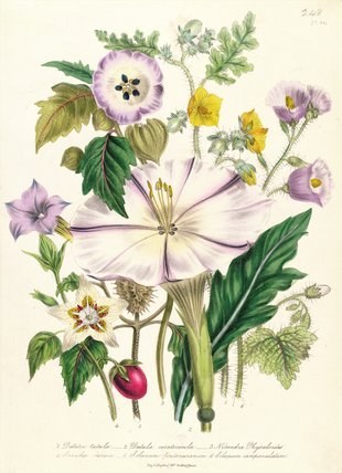 Devil's Trumpet — Jane Loudon