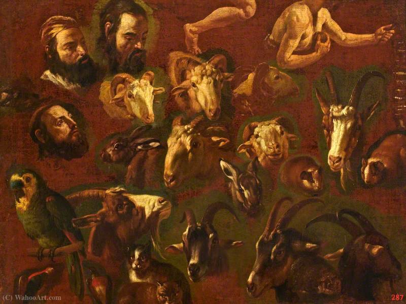 Studies In Human And Animal Anatomy — Philipp Peter Roos