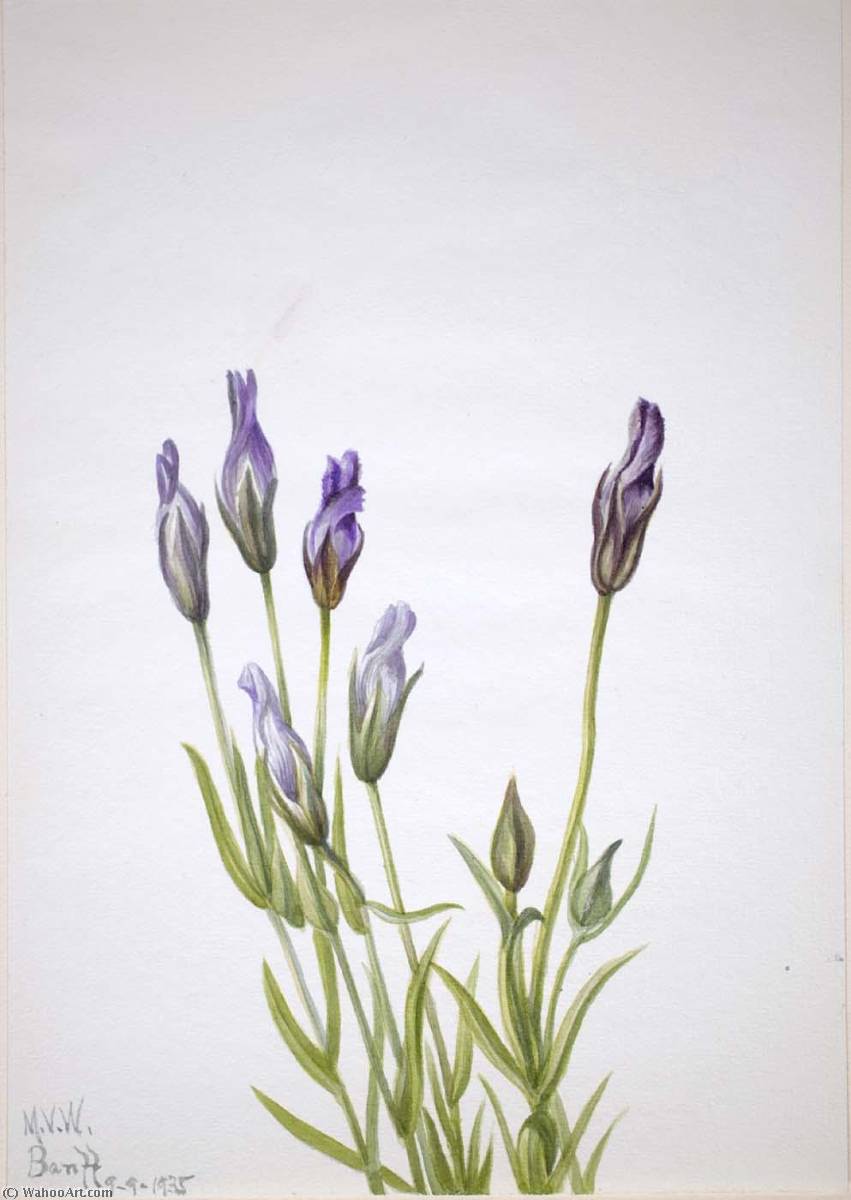 Gentian (gentiana Macounii) — Mary Vaux Walcott