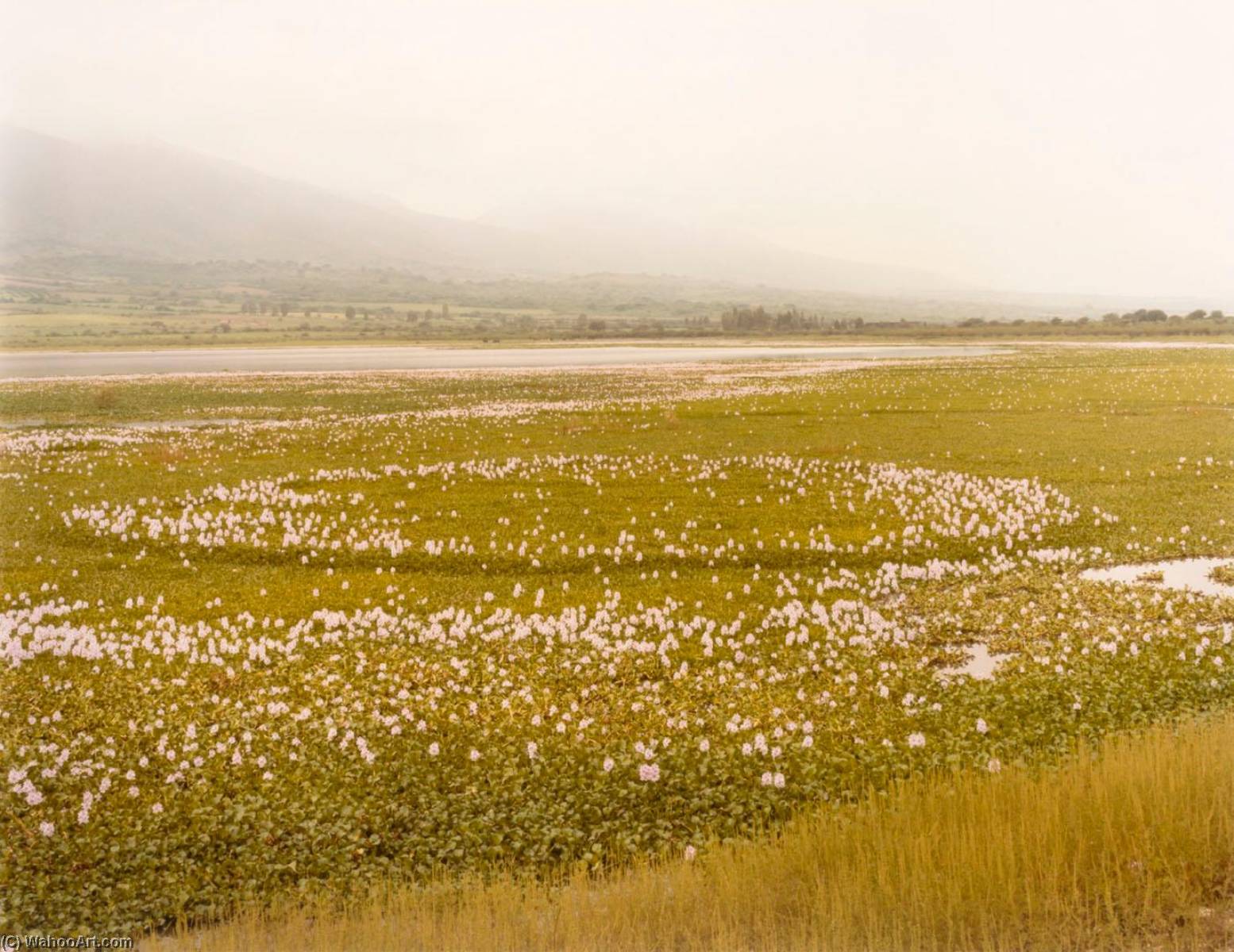 Water Hyacinth, Chapala, Jalisco, Mexico, From The Portfolio Shadowless Places, Deserts Of The Southwest — Frank Di Perna
