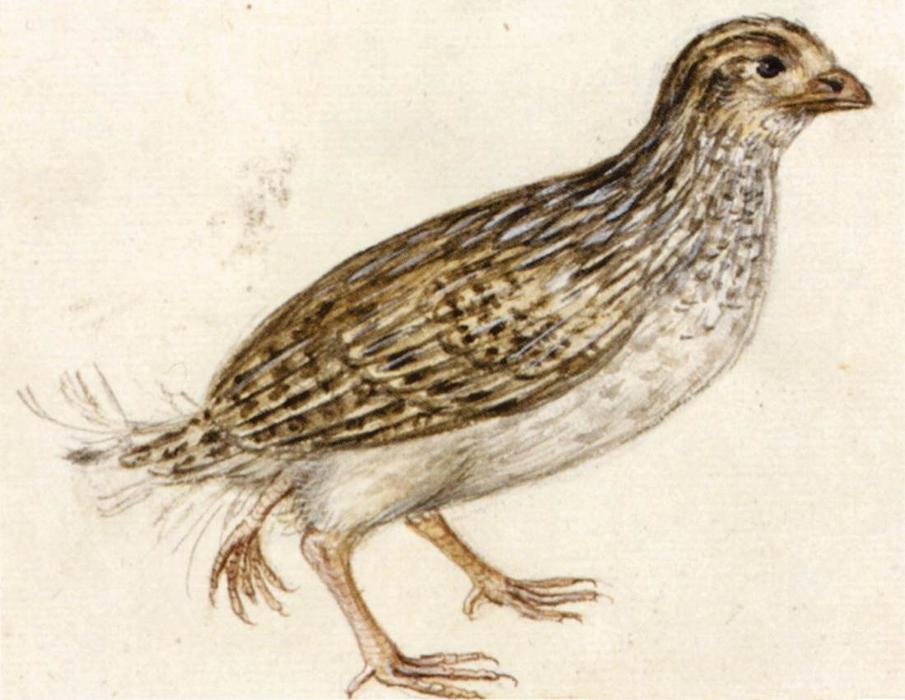 Nature Studies (14) — ジュゼッペ・アルチンボルド