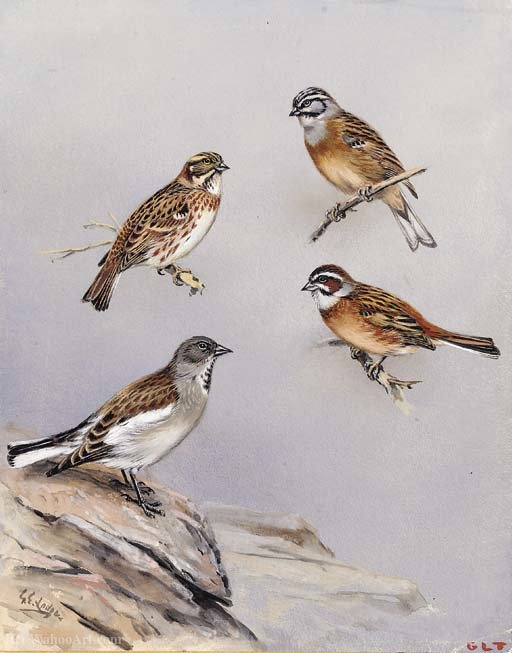 Studies Of Birds Including Rustic Bunting, Snow Finch And Rock Bunting — George Edward Lodge