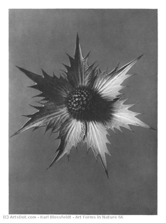 Art Forms In Nature 66 — Karl Blossfeldt