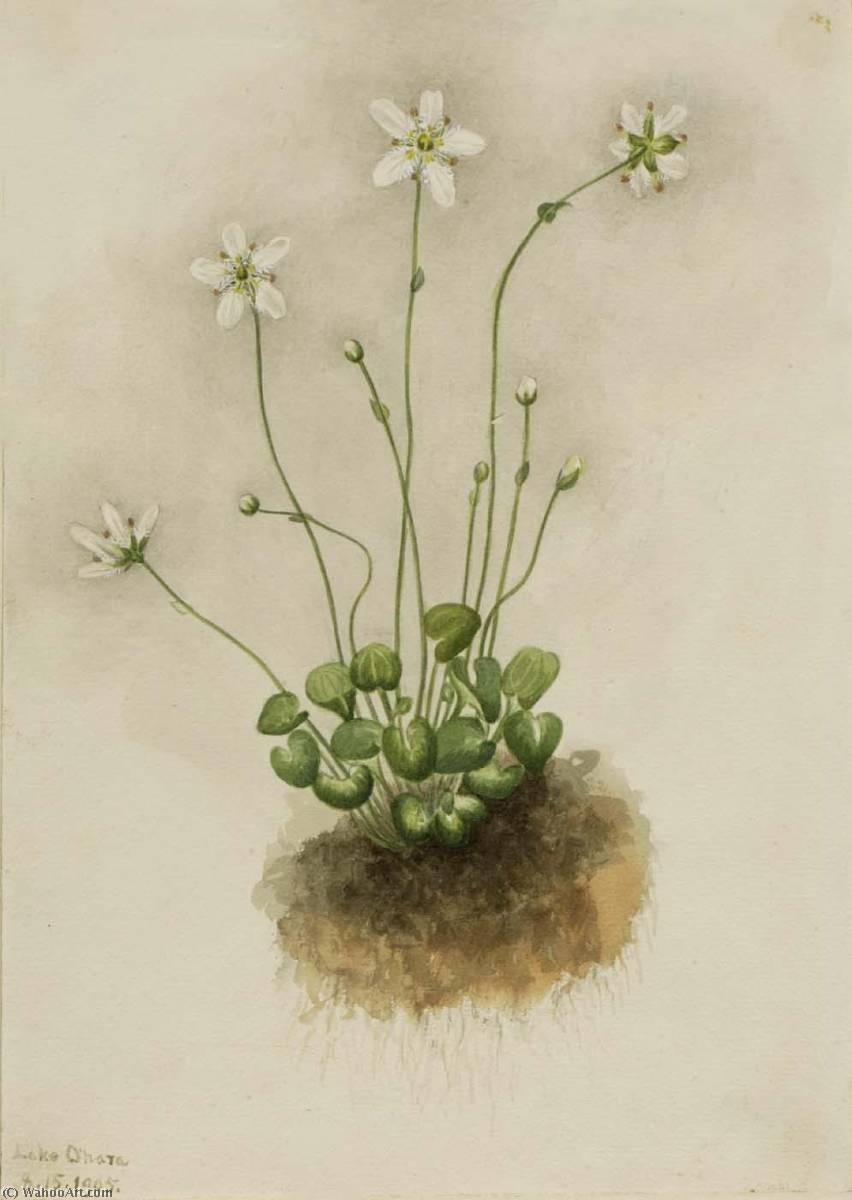 Fringed Parnassia (parnassia Fimbriata) — Mary Vaux Walcott