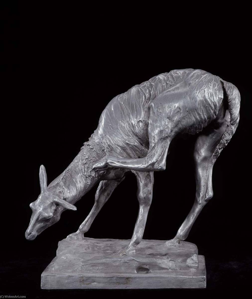 Llama — Anna Vaughn Hyatt Huntington