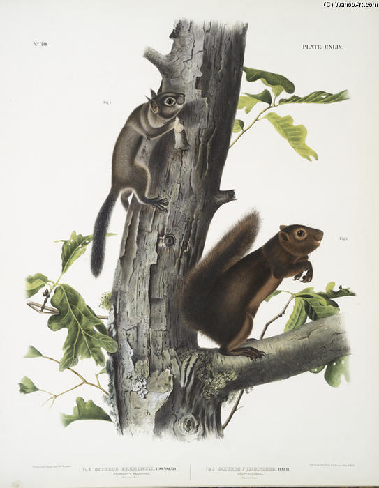 1. Sciurus Fremonsii, Fremont's Squirrel. Natural Size; 2. Sciurus Fuliginosus, Sooty Squirrel. Natural Size — John James Audubon
