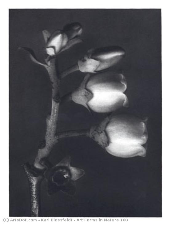 Art Forms In Nature 108 — カール・ブロッセルト