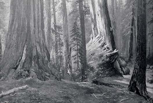 Redwood Forest Fallen Monarch , (painting) — Von Luerzer