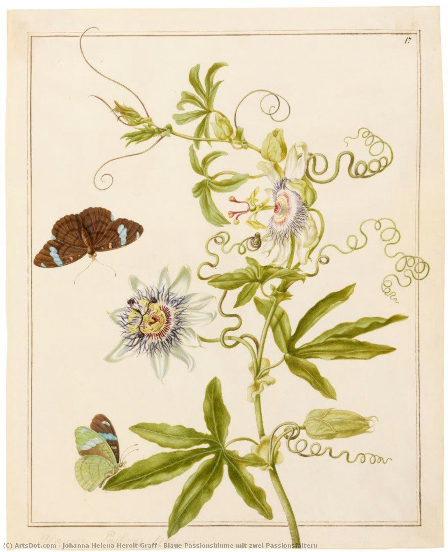 Blaue Passionsblume Mit Zwei Passionsfaltern — Johanna Helena Herolt-graff
