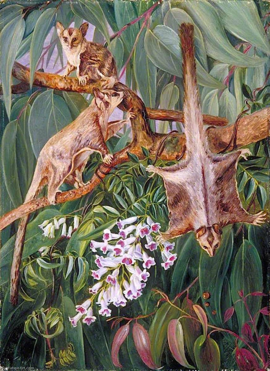 Foliage Of A Gum Tree And Flowers Of Tecoma With Flying Opossums — Marianne North