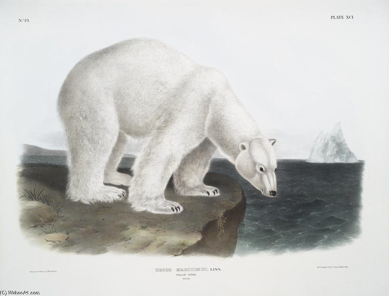 Ursus Maritimus, Polar Bear — John James Audubon